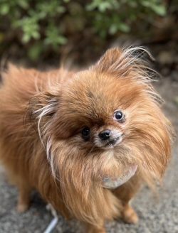保護犬