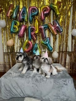 幸せになった保護犬だんちゃん