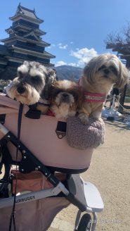 幸せになった保護犬だんちゃん