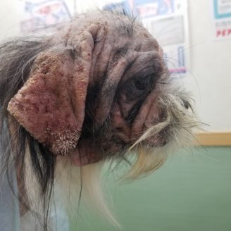保護当時の保護犬なぁくん
