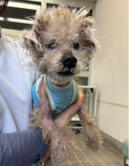 保護犬