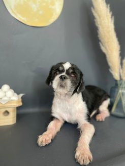 トリミングしてもらった保護犬なぁくん