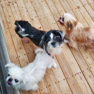 3頭一緒に保護された犬たち