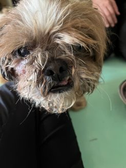 保護当時の保護犬だんちゃん