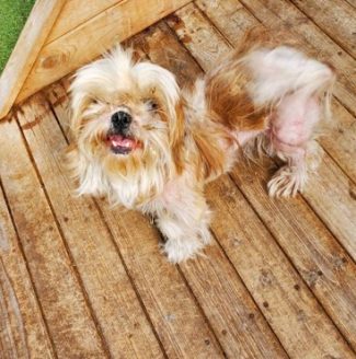 保護直後の保護犬しずちゃん