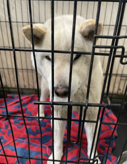 保護犬