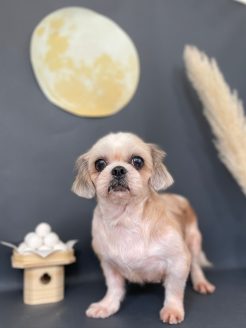 トリミングしてもらった保護犬しずちゃん