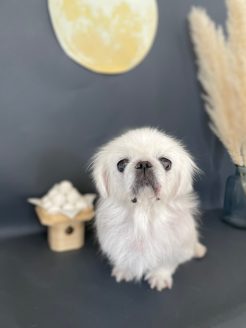 トリミングしてもらった保護犬ペコちゃん