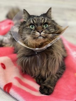 保護猫