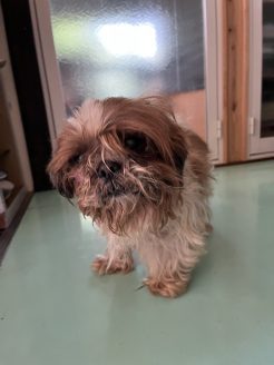 保護当時の保護犬だんちゃん