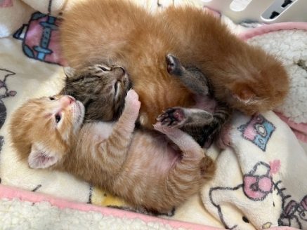 保護した子猫