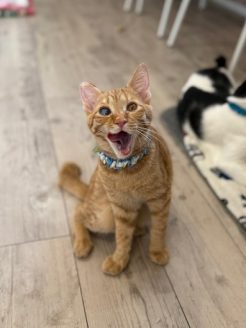 保護した子猫