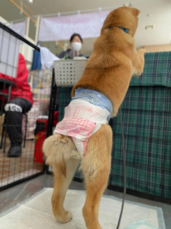 譲渡会の様子