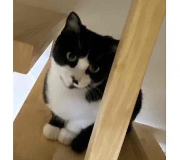 飼い主さんが幸せを願って保護費・医療費を負担された
