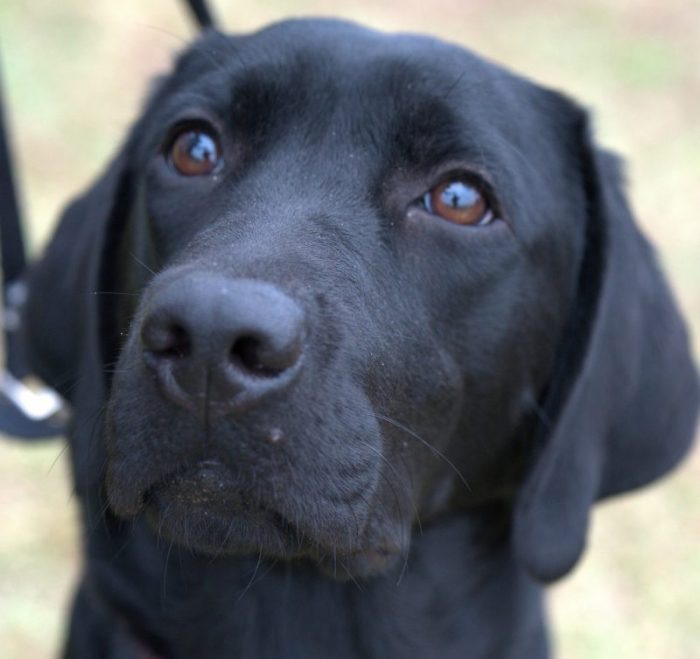 聴導犬