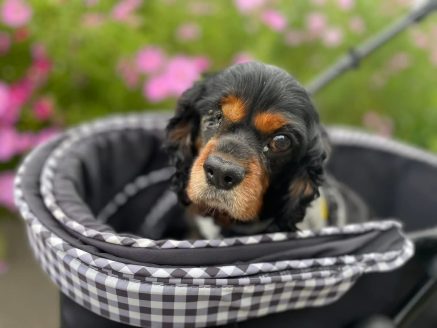 保護犬