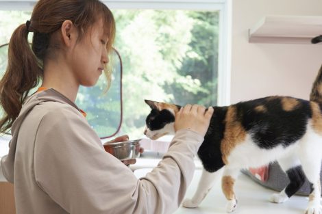 猫舎