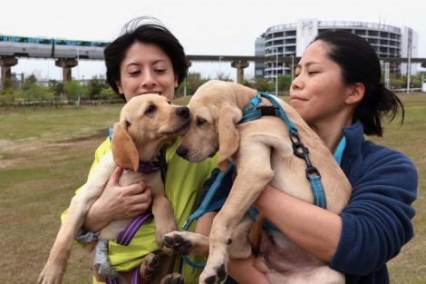 ファシリティドッグ候補犬