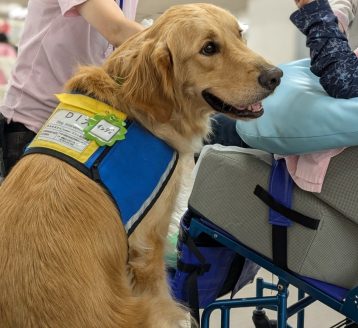 病院などで活動するDI犬