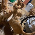 猫の多頭飼育崩壊室内の様子