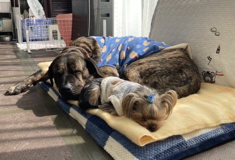 保護犬達を6年間見守ってくれたひな