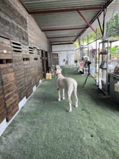 新しい犬舎に興味津々