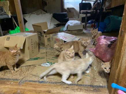 多頭飼育崩壊の現場