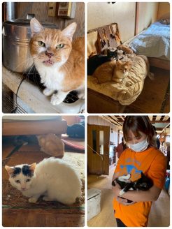 多頭飼育崩壊の現場