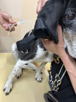 保護直後から治療が必要だったゲンタ