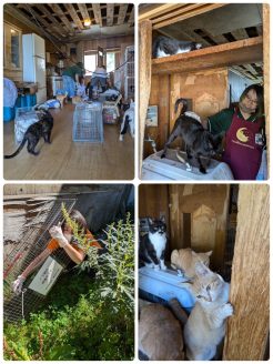 多頭飼育崩壊の現場