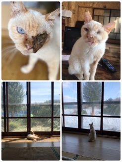多頭飼育崩壊からレスキューされた猫のいのちゃん