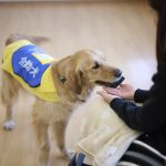 楽しく介助作業をする犬たち