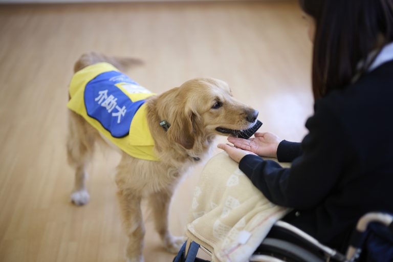楽しく介助作業をする犬たち