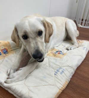 夢中になっておもちゃで遊ぶ犬