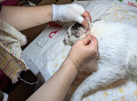 レスキュー後に耳垢検査を受ける猫