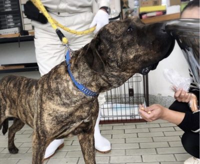 保護直後の土佐犬のひな