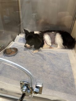 手術前の保護犬ゆず子ちゃん