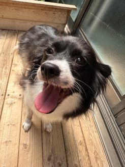 保護犬ゆず子ちゃん