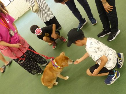 保護犬と小学生のふれあい