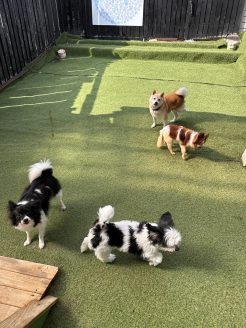 教育係の保護犬ゆず子ちゃん