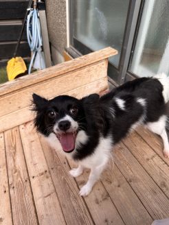 保護犬ゆず子ちゃん
