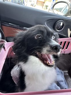 退院した保護犬ゆず子ちゃん