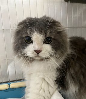 保護猫