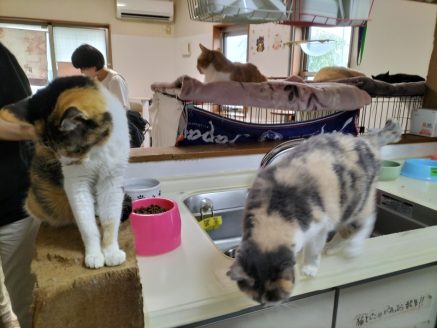 動物保護団体ねこひげハウスの旧施設の様子