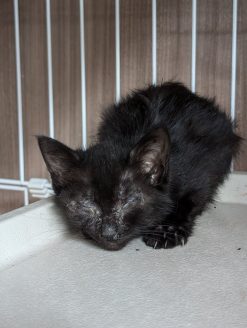 保護された子猫のララちゃん