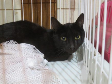 保護された黒猫のひなちゃん