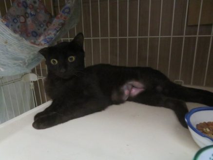 授乳中ということが発覚したひなちゃん