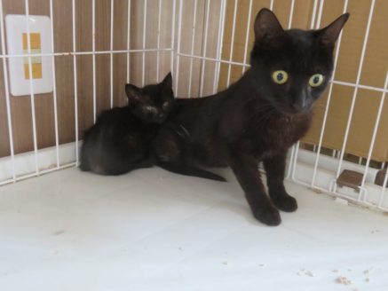保護された黒猫の親子