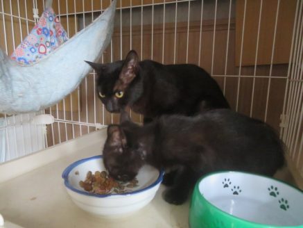 保護された黒猫の親子