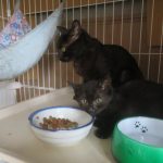 保護された黒猫親子